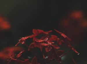 The Alchemy of Blood Transforming Suffering into Forbidden Strength
